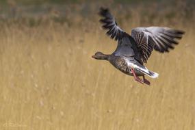 Greylag Bird Fly dry grass