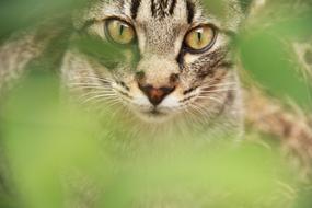 cat with an attentive look in a blurred background