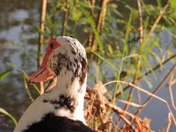 back view of Muscovy duck