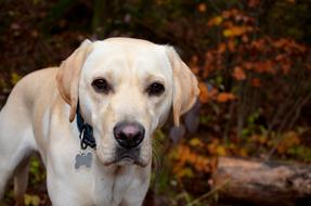 Labrador Retriever Dog on a blurred background