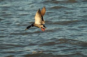 Bird in Wildlife over Water