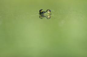 Animal Beady green pond