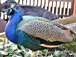 Species Peacock Plumage