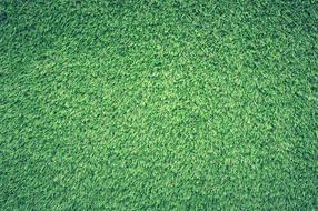 Field Grass Green as background