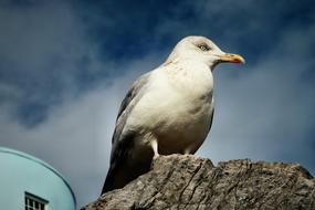 seagull sitting on a rock