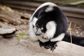 macro photo of a black and white lemur