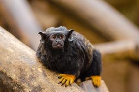 monkey with yellow paws on a tree trunk on a blurred background