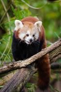 Cute Adorable red panda Animal