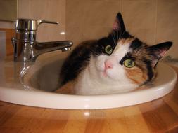 domestic cat lies in the washbasin