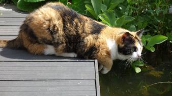 Cat on pier on pond