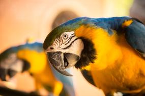 Beautiful and colorful, cute Macaw birds