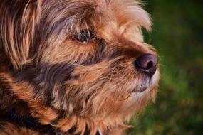 Dog Hybrid Hairy close-up on blurred background