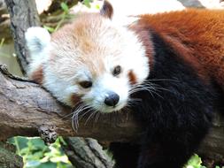 Panda Zoo Wildlife