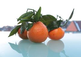 citrus fruits on the table