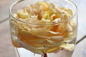 Rosa Decoration Flowers