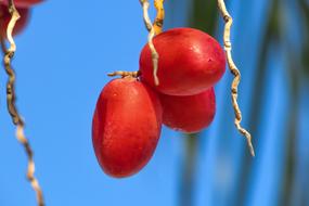 red tropical fruit