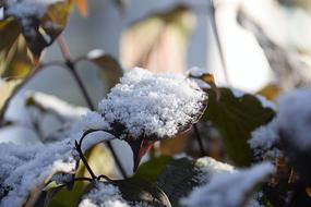 Snow Leaves Bush First snow
