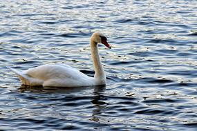 white swan on the water in the evening sun