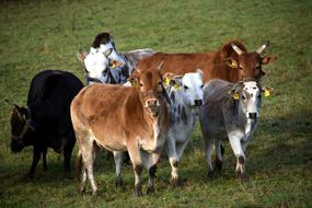 Zebu Cattle Herd