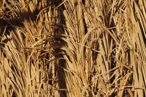 dry Straw, brown Background