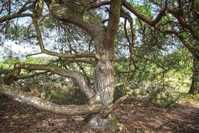 Pine Heathland Nature Reserve Maas