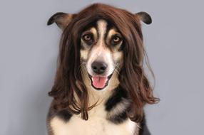 portrait of a purebred dog in a wig