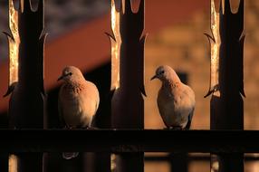 Pigeons Doves Birds