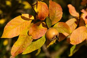 Medlar Fruit Winter