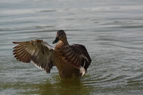 Iron Duck Bird Water Animals