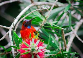 Sunbird Bird Birds Doi Ang Khang