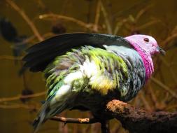 Dove Bird with Colorful plumage
