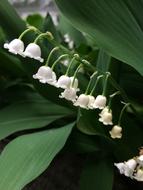 Lily Of The Valley Flowers White