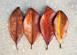 Leaf Leaves Fall Autumn