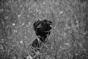 a black dog hidden in the grass