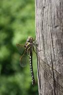 Dragonfly Insect on a tree on a blurred background