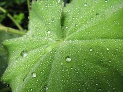 water drops on green foliage