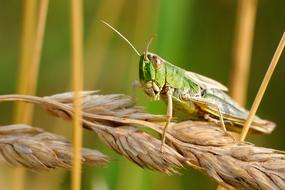 Desert Locust Insect Macro