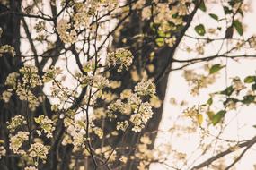 Budding Tree Floral White