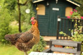 brown hen in front of wooden building