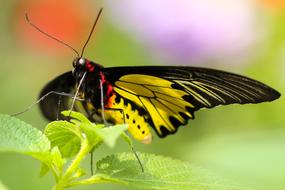 Troides Rhadamantus, Beautiful butterfly