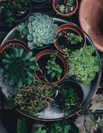 Flora Flower Pots Plants