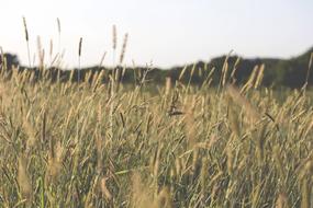 Agriculture Blur Close-Up