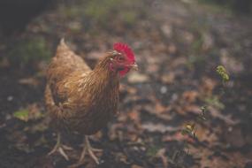 Animal Bird Chicken red brown