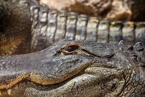 smiling Crocodile looks at camera