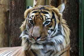 photo of a beautiful striped tiger