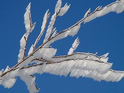 an icy branch against the sky