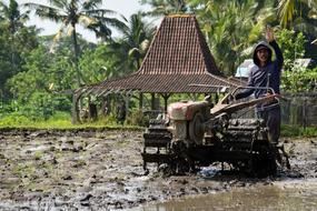 Agriculture Rice Fields Bali