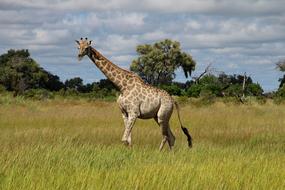 Giraffe Africa Savannah