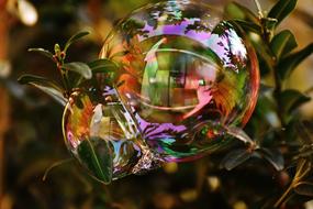 Soap Bubble Colorful Buxbaum