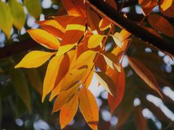 very beautiful Yellow Leaves Autumnal